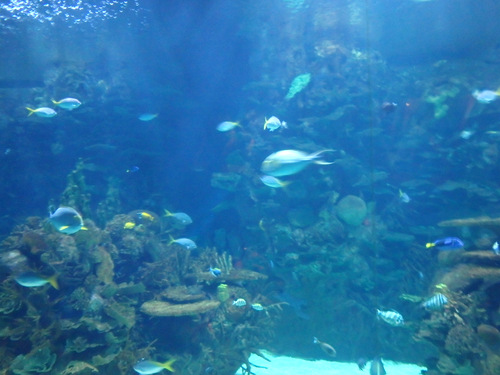 L'Oceanogràfic Center.